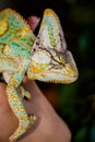 Colorful Yemen chameleon close up