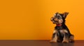 Colorful Yorkshire Terrier Dog On Solid Background