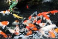 Colorful young fancy carp koi