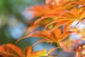 Colorful young Fullmoon Japanese Maple leaves Royalty Free Stock Photo