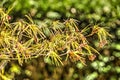 Colorful young acer leaves