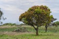 Colorful Young Leaves Of Mango Tree Royalty Free Stock Photo