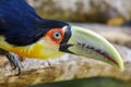 Colorful young Toco Toucan tropical bird in Pantanal looking at camera, Brazil Royalty Free Stock Photo