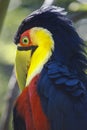 Colorful shy young Toco Toucan tropical bird in Pantanal, Brazil