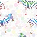 Colorful zebra pattern