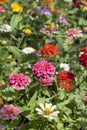 Colorful zinnia flower Royalty Free Stock Photo