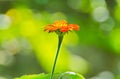 Colorful zinnia flower Royalty Free Stock Photo