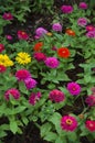 Colorful zinnia flower Royalty Free Stock Photo