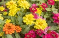 Colorful Zinnia Flower in Garden Background Royalty Free Stock Photo