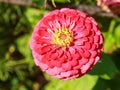 Colorful zinnia flower i Royalty Free Stock Photo