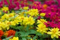 Colorful Zinnia Flower Royalty Free Stock Photo