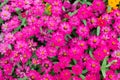 Colorful Zinnia Flower Royalty Free Stock Photo