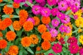 Colorful Zinnia Flower Royalty Free Stock Photo