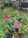 Colorful Zinnia Flower On Tree Blooming In Garden Royalty Free Stock Photo