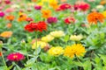 Colorful Zinnia Flower Royalty Free Stock Photo