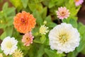 Colorful Zinnia Flower Royalty Free Stock Photo