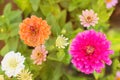 Colorful Zinnia Flower on tree in garden Royalty Free Stock Photo