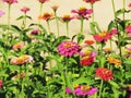 Colorful Zinnia flower Zinnia violacea Cav. blooming in summer garden Royalty Free Stock Photo