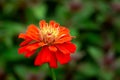 colorful zinnia flowers blooming Royalty Free Stock Photo