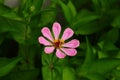 Colorful zinnia flowers blooming in field Royalty Free Stock Photo