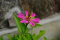 Colorful zinnia flowers blooming in field Royalty Free Stock Photo