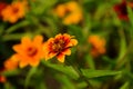 Colorful zinnia flowers blooming in field Royalty Free Stock Photo
