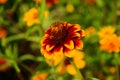 Colorful zinnia flowers blooming in field Royalty Free Stock Photo