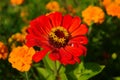 Colorful zinnia flowers blooming in field Royalty Free Stock Photo
