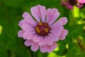 Colorful zinnia flowers blooming in field Royalty Free Stock Photo