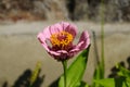 Colorful zinnia flowers blooming in field Royalty Free Stock Photo