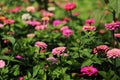 Colorful zinnia flowers garden in sunshine Royalty Free Stock Photo