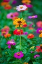 Colorful zinnia flowers growing in the garden, on warm sunny day