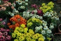 Colorful Zinnia Garden with Butterflies