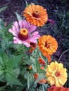 Colorful Zinnias