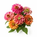 Colorful Zinnias In A Vase: Vibrant Floral Arrangement On White Background