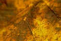 Macro of an autumn leaf with lensbaby blur effect Royalty Free Stock Photo