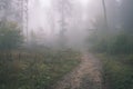 colorfull autumn trees in heavy mist in forest - vintage film ef