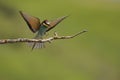 Colorfull bee eater sits on a branch in a morning at the edge of the forest.