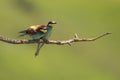 Colorfull bee eater sits on a branch in a morning at the edge of the forest.