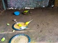 Colorfull birds in a zoo, yellow and white birds in a zoo,a bird in zoo,Unfreedom Royalty Free Stock Photo