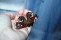 Colorfull butterflay in women hand