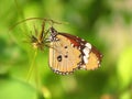 colorfull butterfly Royalty Free Stock Photo