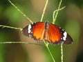 colorfull butterfly at garden