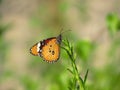 colorfull butterfly at garden Royalty Free Stock Photo