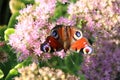 Colorfull butterfly on a pink flower Royalty Free Stock Photo