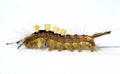 Colorful caterpillar Royalty Free Stock Photo