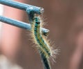 The colorfull caterpillar on a metal fence. Macro Royalty Free Stock Photo