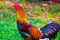 Colorfull chicken standing in grass