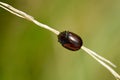 Colorfull chrysolina americana hanging on a stem