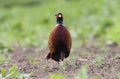 A colorfull Common Pheasant male walks on a field at the edge of a forest to search food. Royalty Free Stock Photo